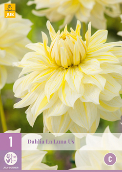 X 1 DAHLIA LA LUNA US I