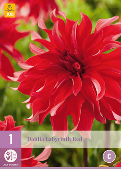 X 1 DAHLIA LABYRINTH RED I