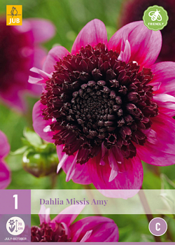 X 1 DAHLIA MISSIS AMY I