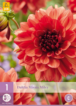 X 1 DAHLIA MISSIS MILEY I