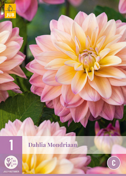 X 1 DAHLIA MONDRIAAN I