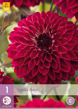 X 1 DAHLIA QUIN I