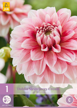 X 1 DAHLIA STRAWBERRY CREAM I