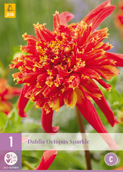 X 1 DAHLIA OCTOPUS SPARKLE I