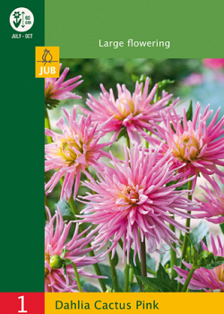 X 1 DAHLIA CACTUS BORDER PINK I