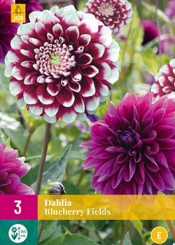 X 3 DAHLIA BLUEBERRY FIELDS I