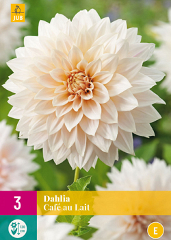 X 3 DAHLIA CAFE AU LAIT I