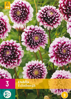 X 3 DAHLIA EDINBURGH I