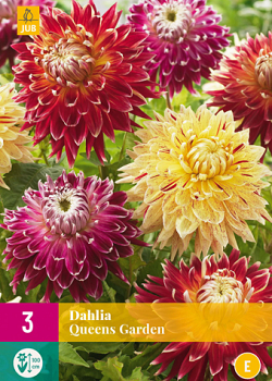 X 3 DAHLIA QUEENS GARDEN I