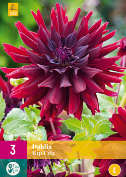 X 3 DAHLIA RIP CITY I