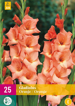 X 25 GLADIOLUS ORANGE 12/14