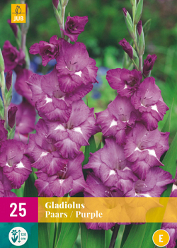 X 25 GLADIOLUS PURPLE 12/14