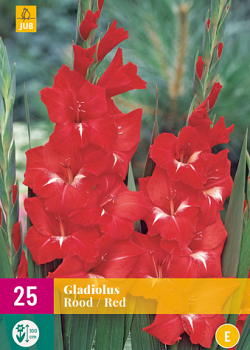 X 25 GLADIOLUS RED 12/14