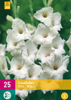 X 25 GLADIOLUS WHITE 12/14