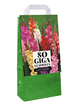 X 1 TAS 80 GLADIOLUS MIX 10/12