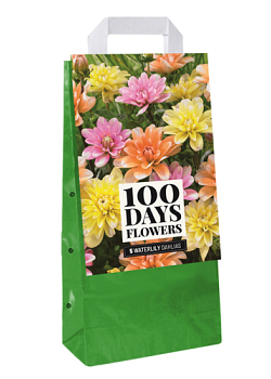 X 1 TAS 5 DAHLIA WATERLILY MIX  I