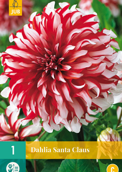 X 1 DAHLIA SANTA CLAUS I