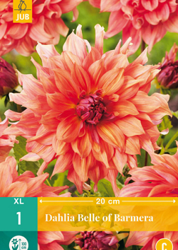 X 1 DAHLIA BELLE OF BARMERA I