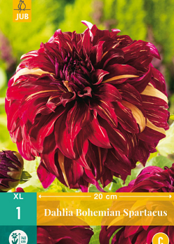 X 1 DAHLIA BOHEMIAN SPARTACUS I