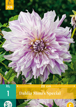 X 1 DAHLIA MOM'S SPECIAL I