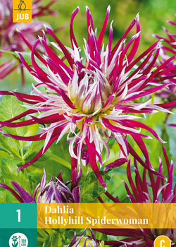 X 1 DAHLIA HOLLYHILL SPIDERWOMAN I