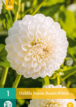 X 1 DAHLIA BOOM BOOM WHITE I