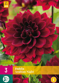 X 3 DAHLIA ARABIAN NIGHT I