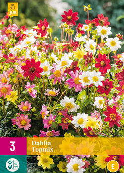 X 3 DAHLIA TOPMIX I