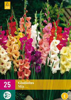 X 25 GLADIOLUS MIX 12/14