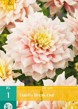 X 1 DAHLIA BREAK OUT I