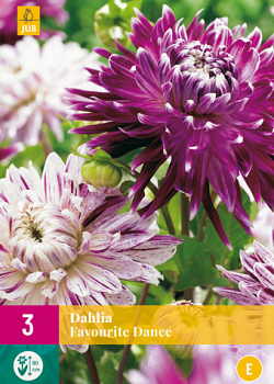 X 3 DAHLIA FAVOURITE DANCE I