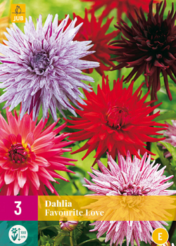 X 3 DAHLIA FAVOURITE LOVE I