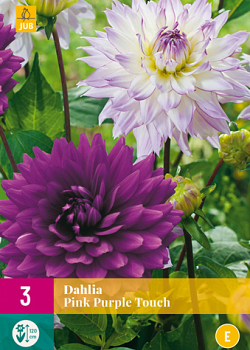 X 3 DAHLIA PINK PURPLE TOUCH I