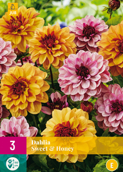 X 3 DAHLIA SWEET & HONEY I