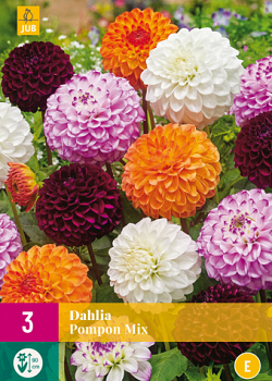 X 3 DAHLIA POMPON MIX I