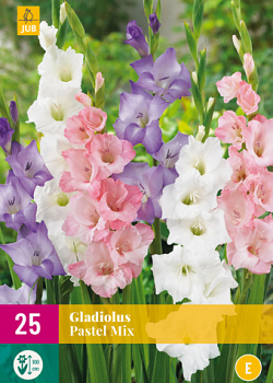 X 25 GLADIOLUS PASTEL MIX 12/14