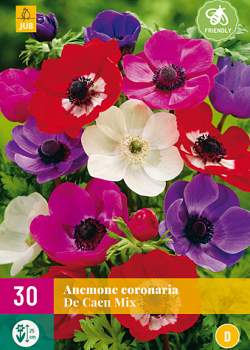 X 30 ANEMONE DE CAEN MIX   5/6