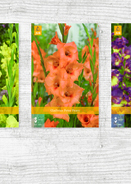 X  300 GLADIOLUS - A 14/+