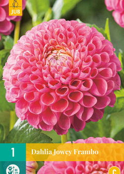 X 1 DAHLIA JOWEY FRAMBO I