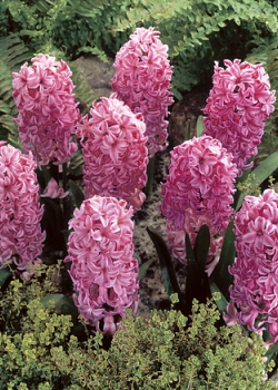 X   50 HYACINTHUS PINK ROSY 16/17