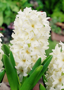 X   50 HYACINTHUS WHITE ROSY 18/19