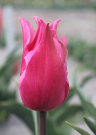 X 100 TULIPA PRETTY LOVE 11/12