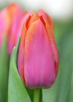 X 100 TULIPA ORANGE DYNASTY 12/+