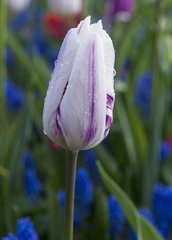 X 100 TULIPA HAMSTER 12/+