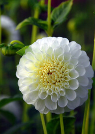 X 10 DAHLIA SNOWFLAKE I