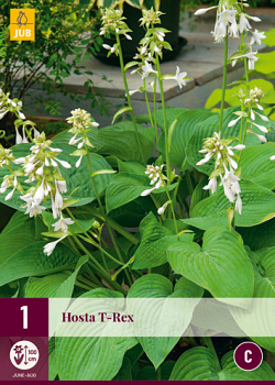 X 1 HOSTA T-REX I