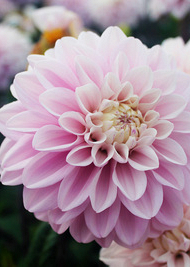 X 10 DAHLIA ESPACIO I