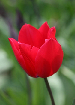 X 100 TULIPA RED ROVER 12/+