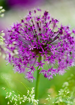 X 250 ALLIUM PURPLE SENSATION 10/12