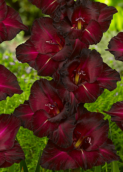 X 100 GLADIOLUS BLACK SURPRISE 12/14